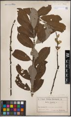 Foto von Salix cinerea L.